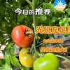 【新疆】火焰山沙瓤西红柿（仅限江浙沪皖包邮） 商品缩略图1
