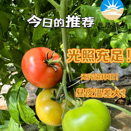 【新疆】火焰山沙瓤西红柿（仅限江浙沪皖包邮） 商品图1