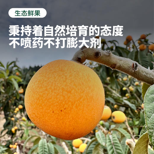 龙泉驿大五星枇杷 | 龙泉驿核心产区原产 地标产地 30年老树 果味浓郁 多汁化渣 易撕皮  现摘先发 商品图4