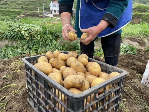 高原生态土豆5斤/份 商品图4