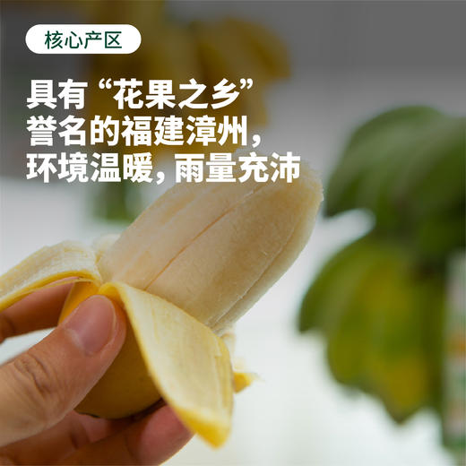 福建漳州 水培香蕉 整颗带杆 软绵细腻 酸甜可口 送挂牌 商品图4