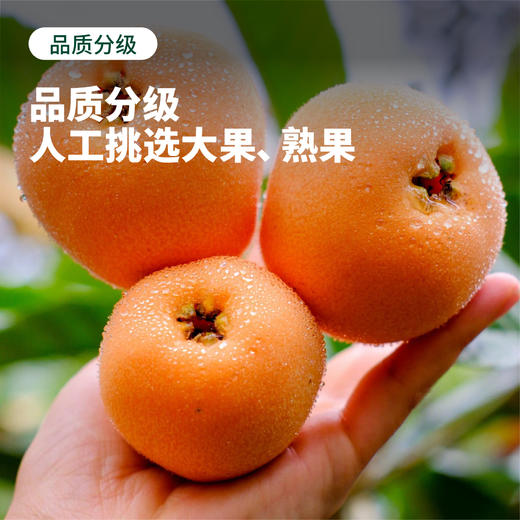 龙泉驿大五星枇杷 | 龙泉驿核心产区原产 地标产地 30年老树 果味浓郁 多汁化渣 易撕皮  现摘先发 商品图1