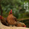 广东·清远 中国国家地理标志产品 红功夫 清远麻鸡 甄选生鲜足龄老母鸡 现宰现发 新鲜到家 商品缩略图1
