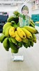 水培芭蕉🚫禁止蕉绿 商品缩略图0