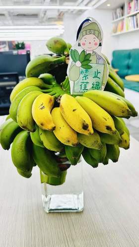 水培芭蕉🚫禁止蕉绿