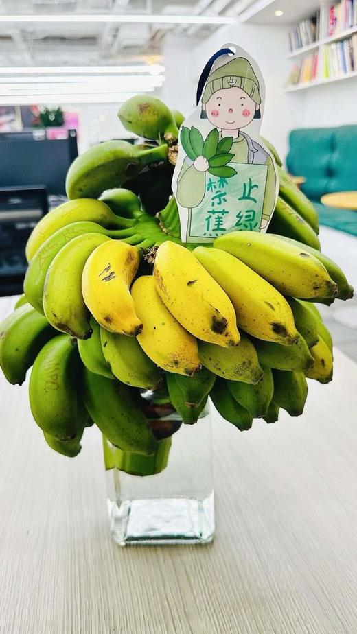 水培芭蕉🚫禁止蕉绿 商品图0