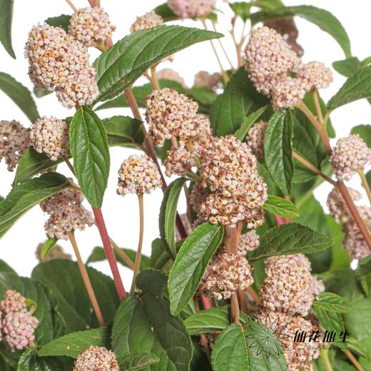 配花 | 美洲茶 商品图0