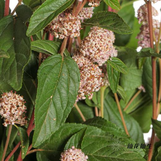 配花 | 美洲茶 商品图7