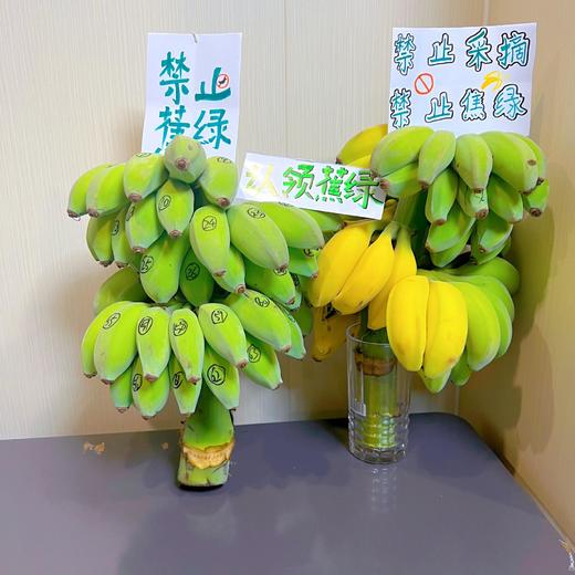 禁止蕉绿一水培香蕉、整串带杆、办公室摆件、没熟之前是绿植，熟了就是可以吃的芭蕉❗️ 商品图5