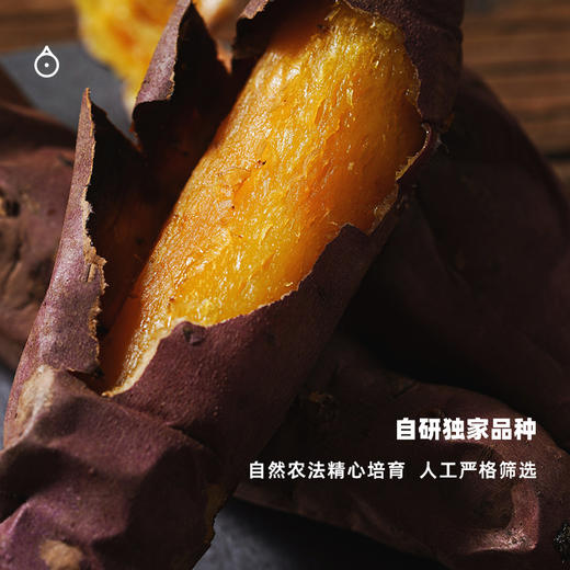企鹅市集|河北太行山 甜蜜薯红薯5斤装（中大果） 太行山脉优秀品种 肉质细腻香甜 商品图2