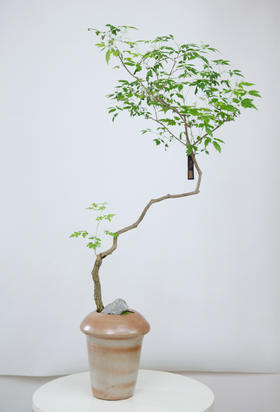 黄荆