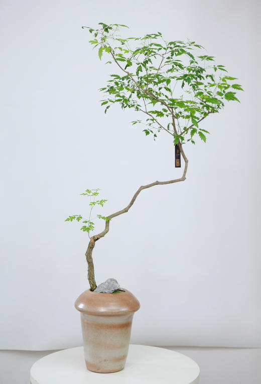 黄荆 商品图0