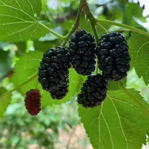 云南高原原生态桑葚果干 500克/瓶 商品图1