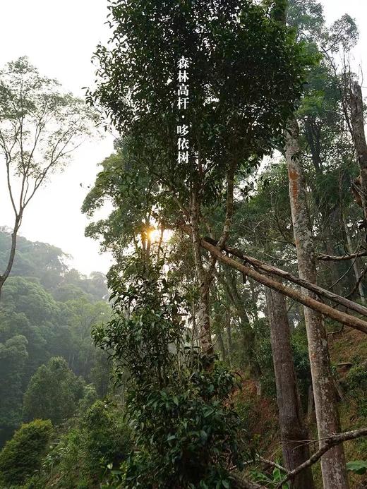 比薄荷塘还好喝！【2015哆依树】老生茶 --易武森林高杆之王！来自原始森林的奇香奇韵！ 商品图14