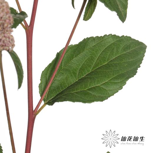 配花 | 美洲茶 商品图4