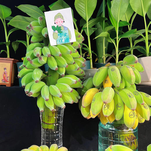 禁止蕉绿一水培香蕉、整串带杆、办公室摆件、没熟之前是绿植，熟了就是可以吃的芭蕉❗️ 商品图4