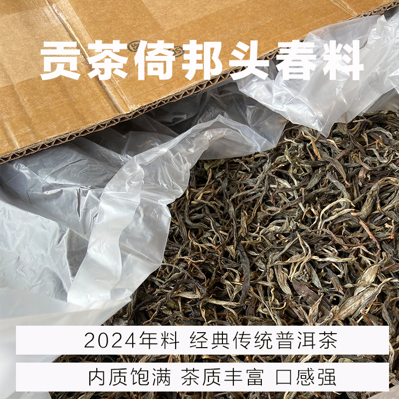 散茶版 2024年 贡茶倚邦 大树古树级 250克