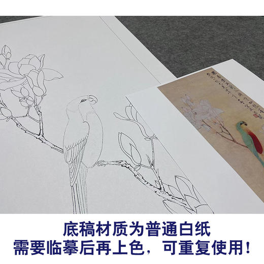 于非闇工笔画白描底稿《玉兰鹦鹉》临摹勾线高清打印稿YL28 商品图3