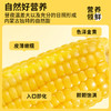 玉中玉有机鲜食黄糯玉米段 1400g/袋（内含10段）FX-240503 A-2486 商品缩略图3