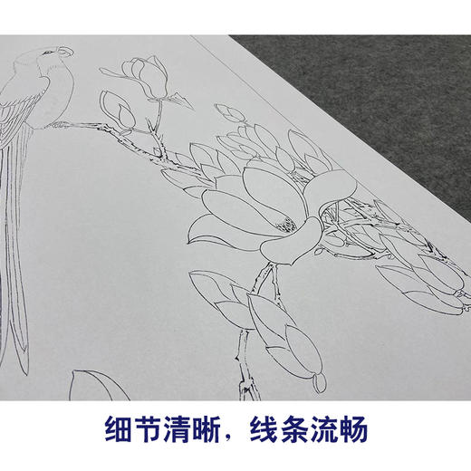 于非闇工笔画白描底稿《玉兰鹦鹉》临摹勾线高清打印稿YL28 商品图4