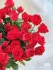 霓虹多头玫瑰 5支 商品缩略图0
