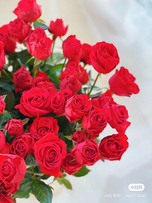 霓虹多头玫瑰 5支 商品图0