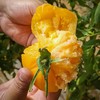 黄色西红柿 商品缩略图4