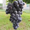 新鲜蔬果 蓝莓葡萄500g 商品缩略图2