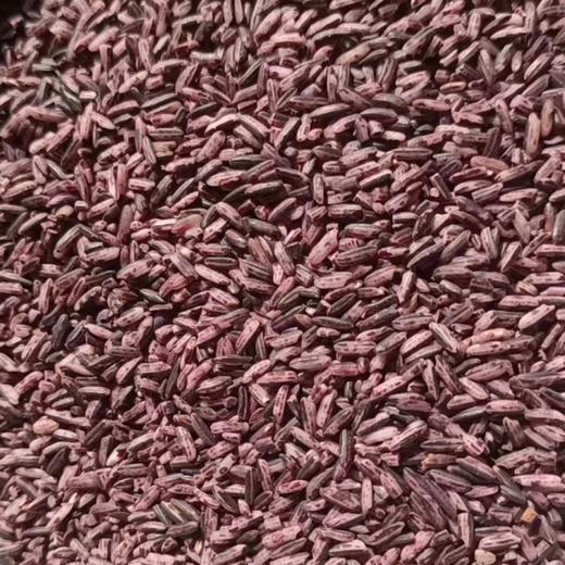 云南高原原生态紫米 500克/瓶 商品图1