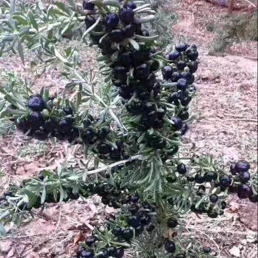 云南高原原生态黑枸杞 200克/瓶 商品图4