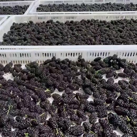 云南高原原生态桑葚果干 500克/瓶 商品图2