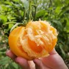 黄色西红柿 商品缩略图6