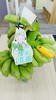 水培芭蕉🚫禁止蕉绿 商品缩略图1