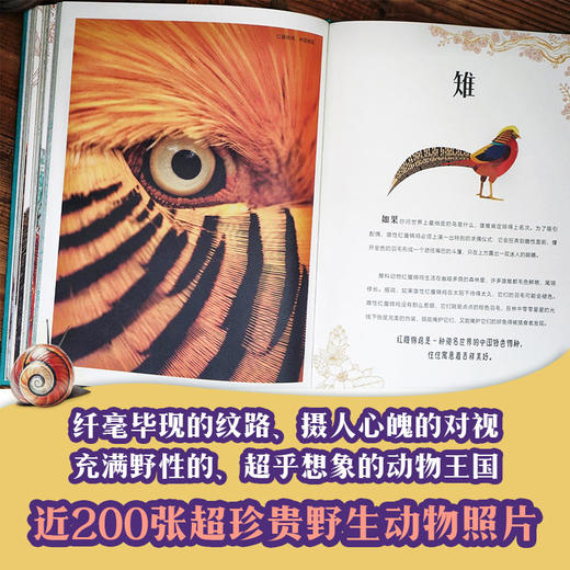 DK典藏博物馆 DK50周年特别纪念版(全6册) 商品图6