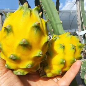 海南黄金燕窝果 珍稀美味 甜蜜新宠