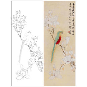 于非闇工笔画白描底稿《玉兰鹦鹉》临摹勾线高清打印稿YL28