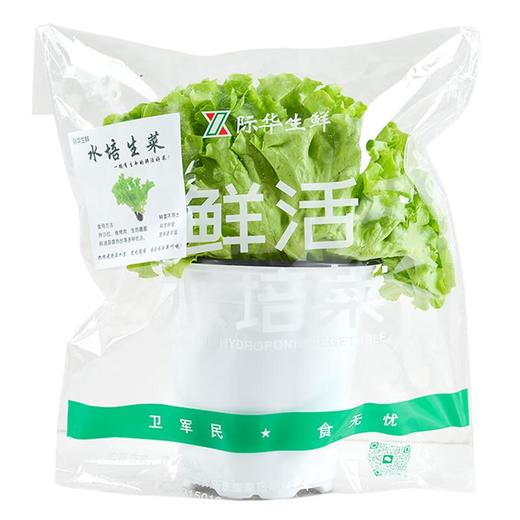 水培罗莎绿生菜/份 商品图1