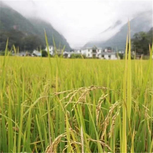 云南高原原生态红米 500克/瓶 商品图1