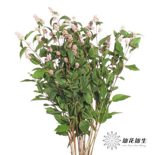 配花 | 美洲茶 商品图8