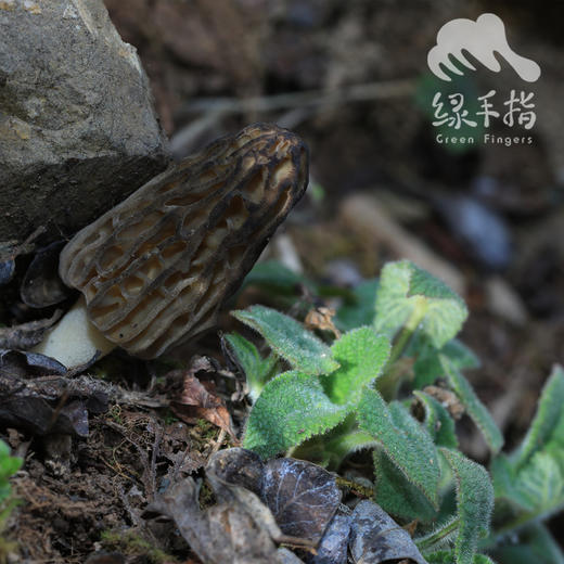 野生小金羊肚菌 | 合作生产 * Wild Xiaojin Morel mushroom| Coproduction 商品图3