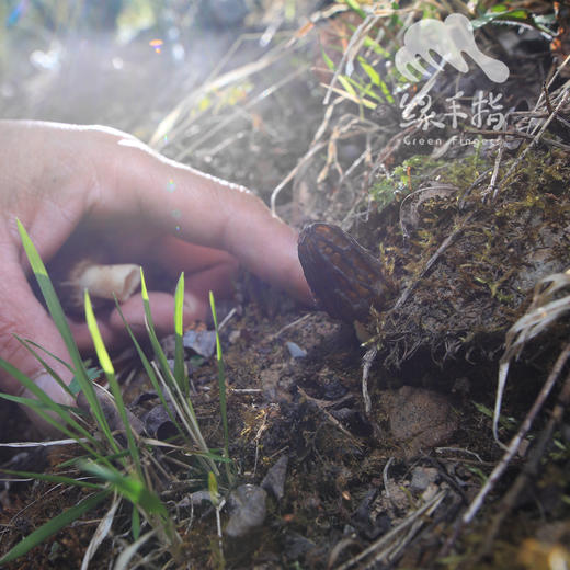 野生小金羊肚菌 | 合作生产 * Wild Xiaojin Morel mushroom| Coproduction 商品图2