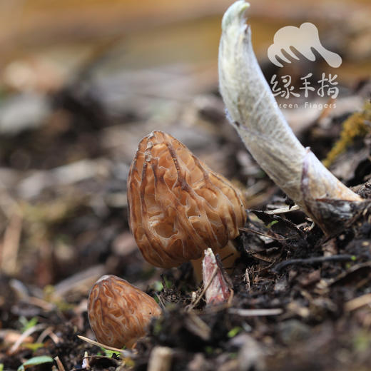 野生小金羊肚菌 | 合作生产 * Wild Xiaojin Morel mushroom| Coproduction 商品图1
