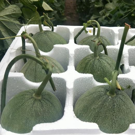 山东绿宝石甜瓜、满口清脆香甜、不去皮不去瓤、闻着香、咬着爽、一口下去十分满足！ 商品图6