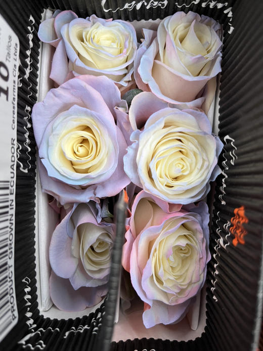 厄瓜多尔-【AURORA BOREAL】北极光 商品图1