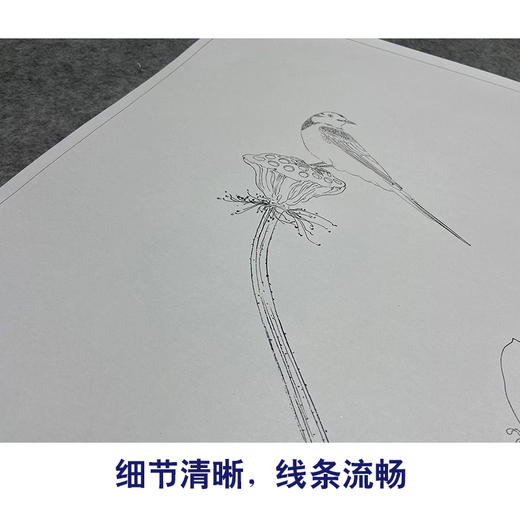 任重工笔画白描底稿荷花《秋荷鹡鸰》临摹勾线高清打印稿YL25 商品图4