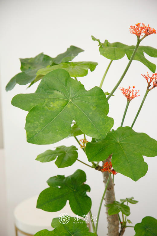 白盆佛肚海棠 商品图2