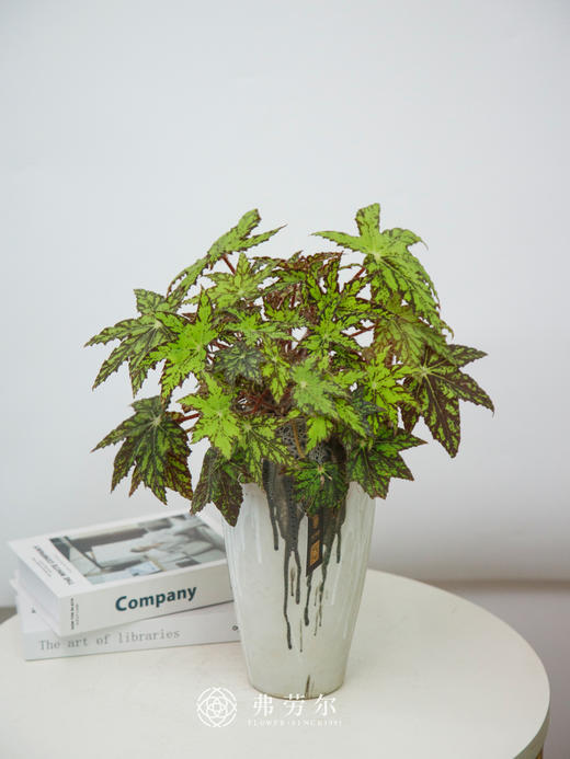 秋海棠 商品图0