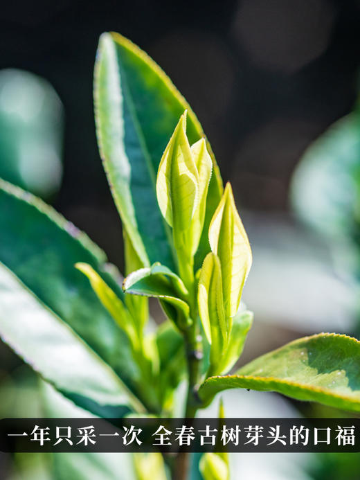 2024年春茶预售【冰岛针】云南古树白茶全芽头临沧核心产区一年仅采一次拍2发3拍5发8拍10发17；357克/饼 商品图3