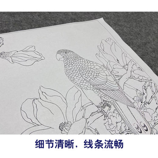 陈之佛工笔画白描底稿《玉兰鹦鹉》临摹勾线高清打印稿YL06 商品图4