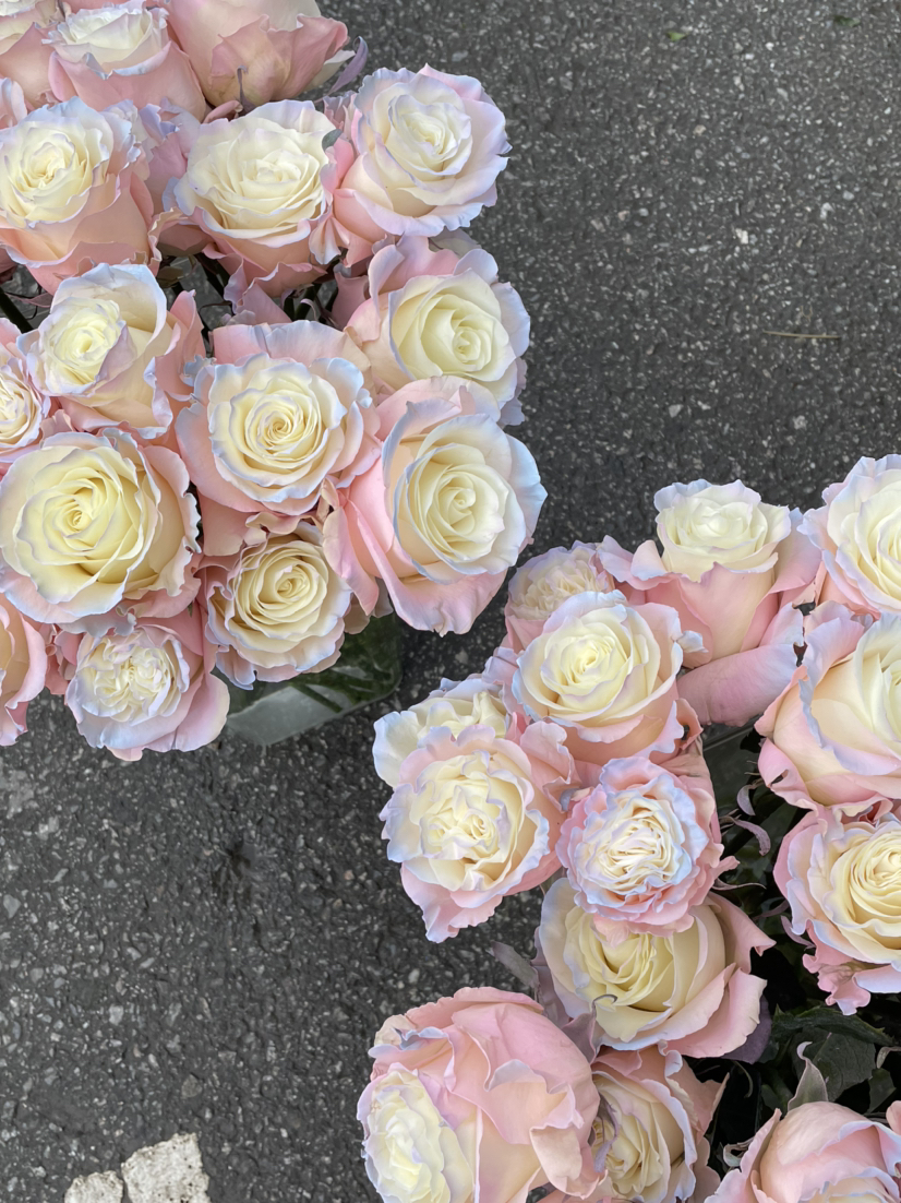 厄瓜多尔-【AURORA BOREAL】北极光